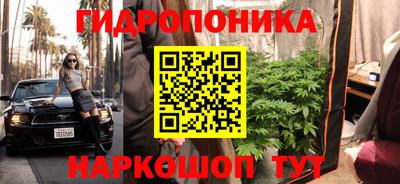шишки Аргун